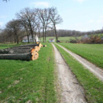 With the felling of the mighty oaks, the serenity of Somnolent Grove was history. With the felling of the mighty oaks, the serenity of Somnolent Grove was history.